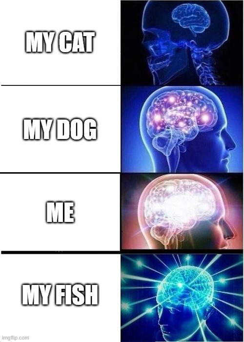 Expanding Brain | MY CAT; MY DOG; ME; MY FISH | image tagged in memes,expanding brain | made w/ Imgflip meme maker