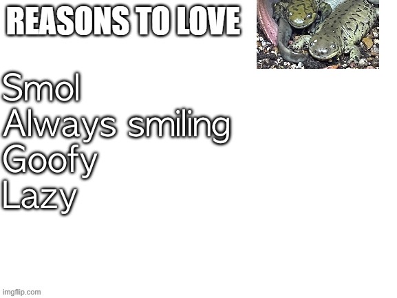 Reasons to love | Smol
Always smiling
Goofy
Lazy | image tagged in reasons to love | made w/ Imgflip meme maker