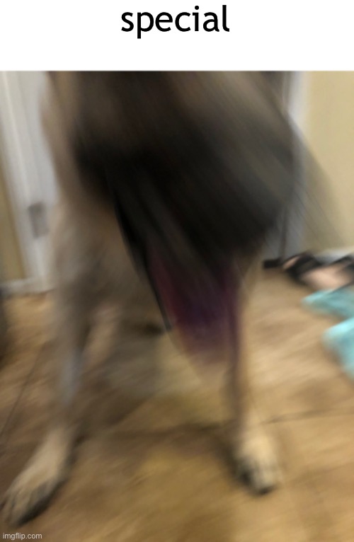 special | made w/ Imgflip meme maker