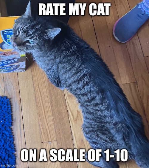 Ignore my sister's shoe pls | RATE MY CAT; ON A SCALE OF 1-10 | image tagged in cats | made w/ Imgflip meme maker