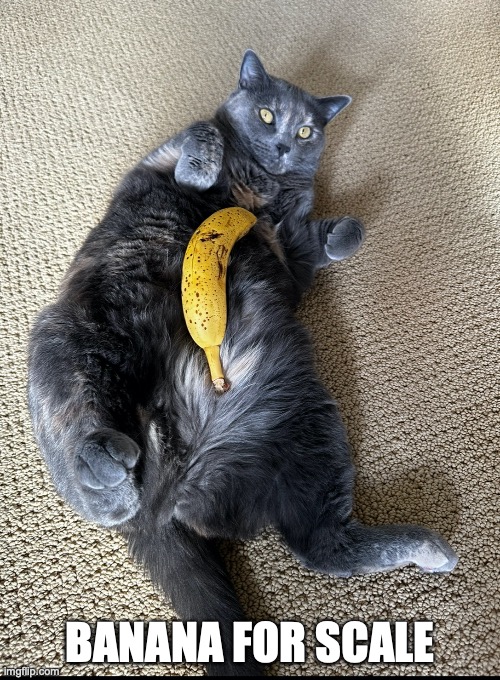 Banana Tummy | BANANA FOR SCALE | image tagged in fat cat,kitty tummy,cat tummy | made w/ Imgflip meme maker