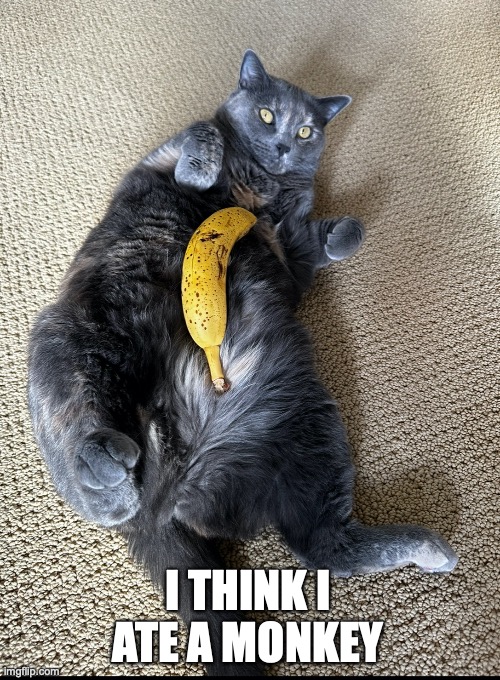 Doughy Kitty | I THINK I ATE A MONKEY | image tagged in fat cat | made w/ Imgflip meme maker