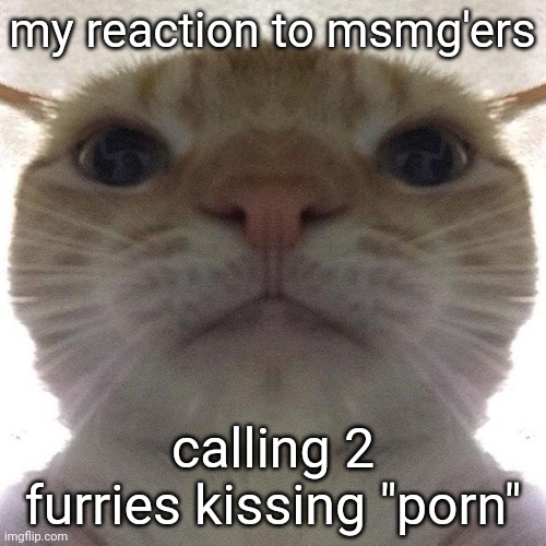You all are a bunch of retarded idiots. | my reaction to msmg'ers; calling 2 furries kissing "porn" | image tagged in staring cat/gusic | made w/ Imgflip meme maker
