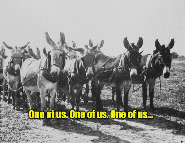 Donkeys mules | One of us. One of us. One of us... | image tagged in donkeys mules | made w/ Imgflip meme maker