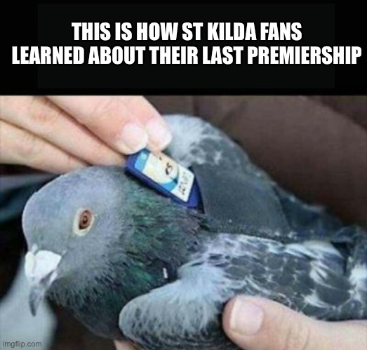 Carrier pigeon | THIS IS HOW ST KILDA FANS LEARNED ABOUT THEIR LAST PREMIERSHIP | image tagged in carrier pigeon | made w/ Imgflip meme maker