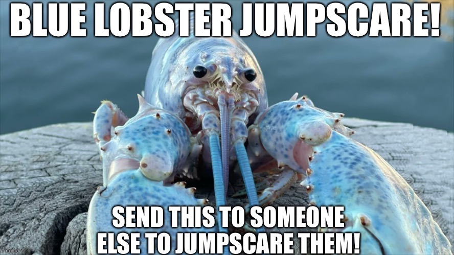 Blue Lobster Jumpscare | image tagged in blue lobster jumpscare | made w/ Imgflip meme maker