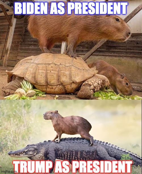 capybara-turtle-crocodile | BIDEN AS PRESIDENT; TRUMP AS PRESIDENT | image tagged in capybara,politics,funny | made w/ Imgflip meme maker