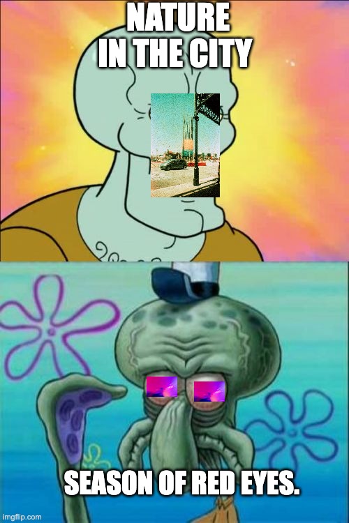 Big City Life | NATURE IN THE CITY; SEASON OF RED EYES. | image tagged in memes,squidward | made w/ Imgflip meme maker