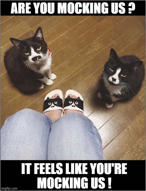 Look At Those 'Frowny' Faces ! | ARE YOU MOCKING US ? IT FEELS LIKE YOU'RE
MOCKING US ! | image tagged in cats,slippers,frown,mocking | made w/ Imgflip meme maker