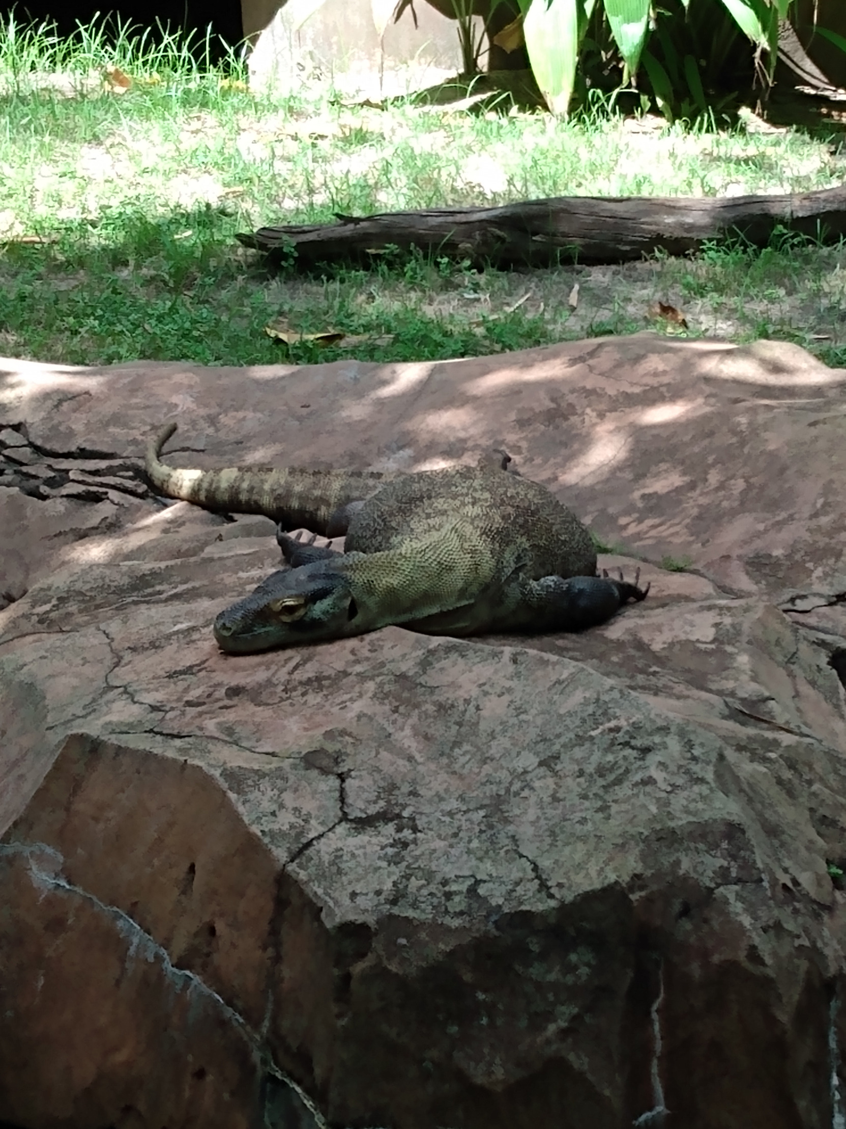 High Quality exhausted komodo dragon Blank Meme Template