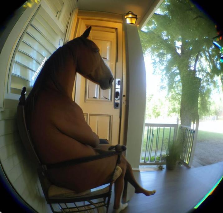 Horse Sitting in a Chair Blank Meme Template