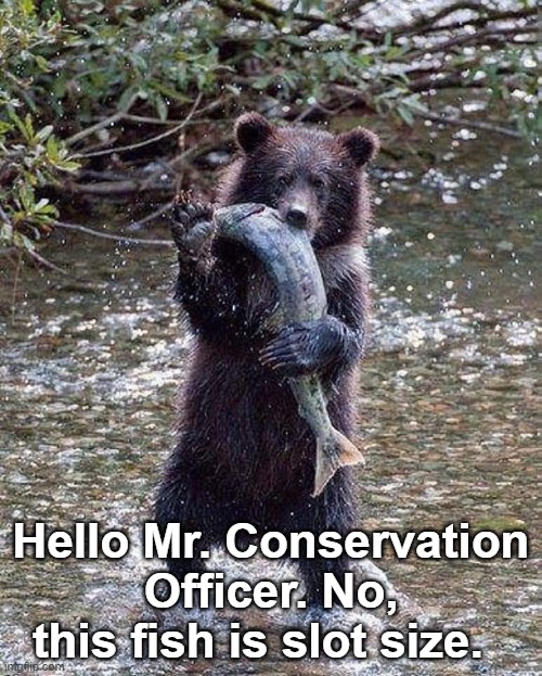 Bear fishing | Hello Mr. Conservation Officer. No, this fish is slot size. | image tagged in bear,bear and fish | made w/ Imgflip meme maker