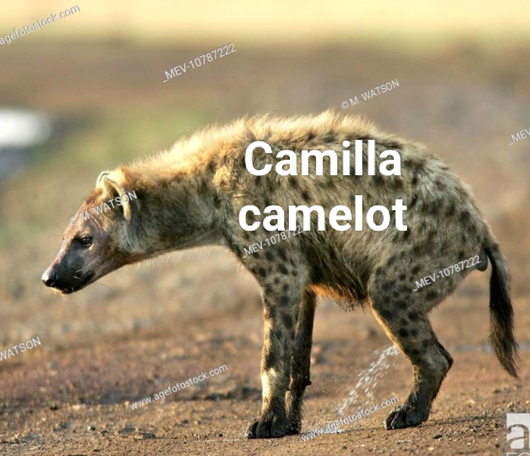 Hyena Q Camilla peeing in all world leaders, kings, all ,royals Blank Meme Template