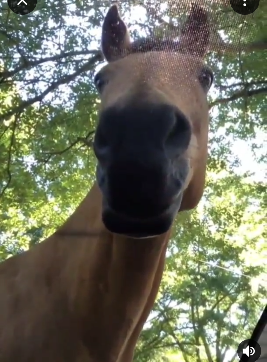 curious horse Blank Meme Template