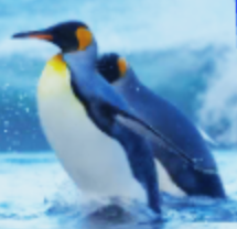 Penguin Blank Meme Template