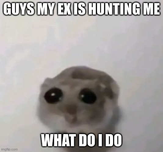 help me | GUYS MY EX IS HUNTING ME; WHAT DO I DO | image tagged in scared hamster | made w/ Imgflip meme maker