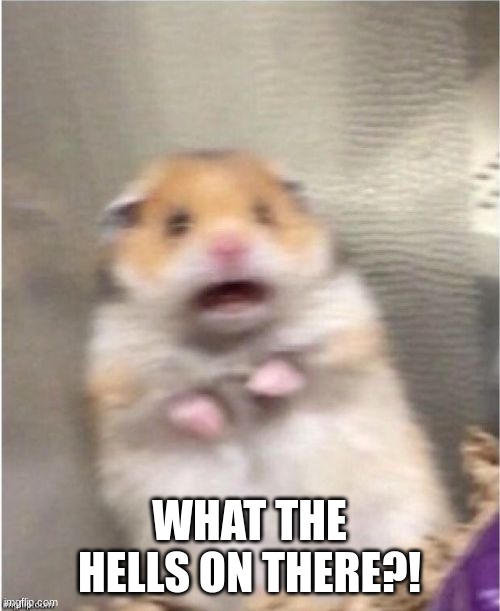 Scared Hamster | WHAT THE HELLS ON THERE?! | image tagged in scared hamster | made w/ Imgflip meme maker