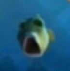 Shocked fish Blank Meme Template