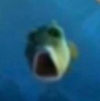 High Quality Shocked fish Blank Meme Template