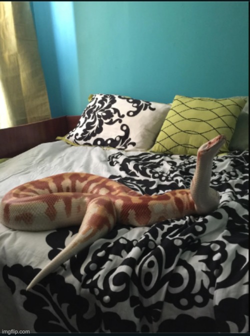 dream snake | made w/ Imgflip meme maker