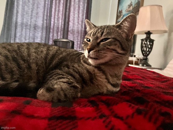 hazel every morning she always sleepy | made w/ Imgflip meme maker