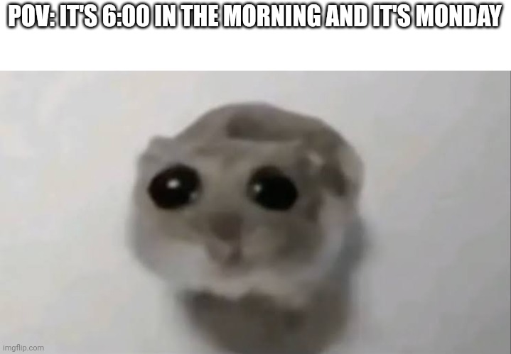 sad | POV: IT'S 6:00 IN THE MORNING AND IT'S MONDAY | image tagged in sad hamster,sad | made w/ Imgflip meme maker
