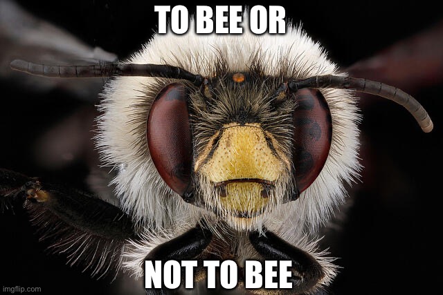 TO BEE OR; NOT TO BEE | image tagged in bees,memes,animal meme,funny animal meme,shitpost | made w/ Imgflip meme maker