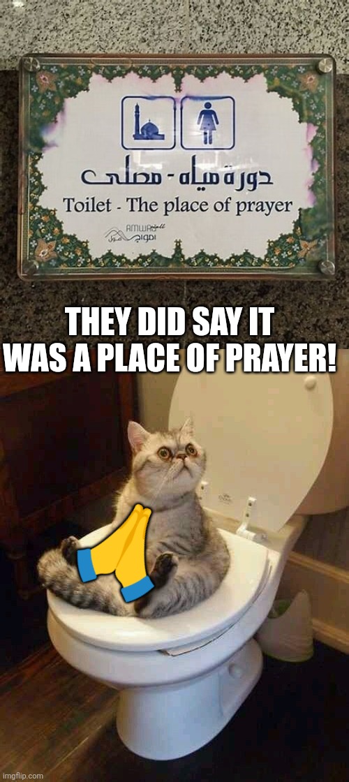 We are praying on the toilet now! | THEY DID SAY IT WAS A PLACE OF PRAYER! 🙏 | image tagged in toilet cat,prayer | made w/ Imgflip meme maker