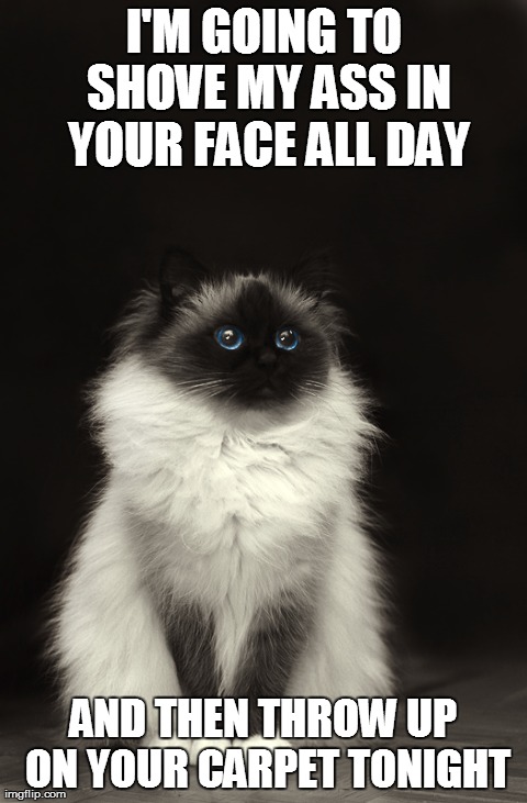 I'M GOING TO SHOVE MY ASS IN YOUR FACE ALL DAY AND THEN THROW UP ON YOUR CARPET TONIGHT | image tagged in AdviceAnimals | made w/ Imgflip meme maker