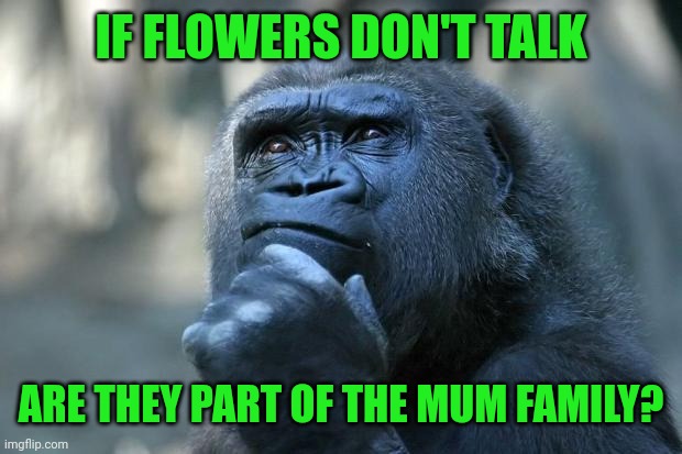Deep Thoughts | IF FLOWERS DON'T TALK; ARE THEY PART OF THE MUM FAMILY? | image tagged in deep thoughts | made w/ Imgflip meme maker