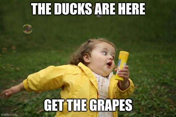 girl running | THE DUCKS ARE HERE GET THE GRAPES | image tagged in girl running | made w/ Imgflip meme maker