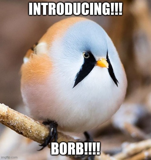mmmmm...Borb | INTRODUCING!!! BORB!!!! | image tagged in mmmmm borb | made w/ Imgflip meme maker