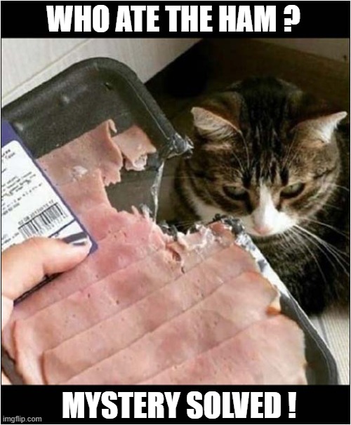 Cat Not That Bothered ! | WHO ATE THE HAM ? MYSTERY SOLVED ! | image tagged in cat,ham,nibbled,doesn't care | made w/ Imgflip meme maker