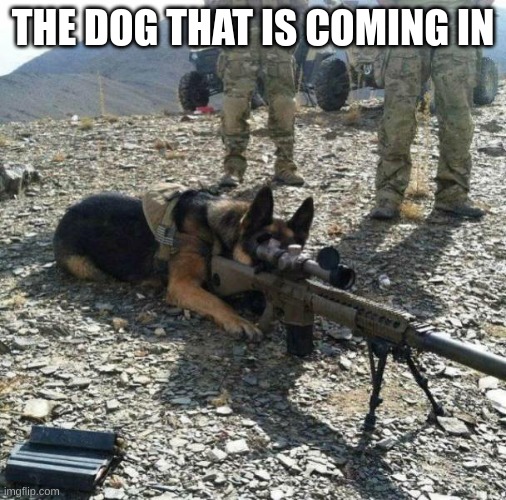 Military dog with gun tripod | THE DOG THAT IS COMING IN | image tagged in military dog with gun tripod | made w/ Imgflip meme maker