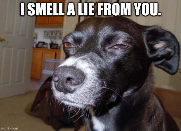 Suspicious dog | I SMELL A LIE FROM YOU. | image tagged in suspicious dog | made w/ Imgflip meme maker