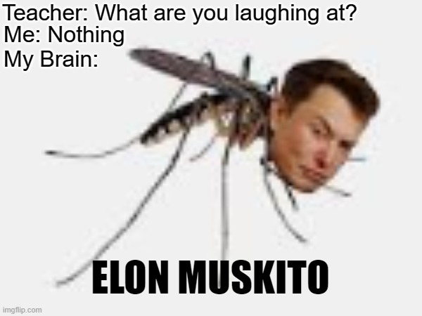 Elon Muskito | Teacher: What are you laughing at? Me: Nothing
My Brain:; ELON MUSKITO | image tagged in funny,lol,lol so funny | made w/ Imgflip meme maker