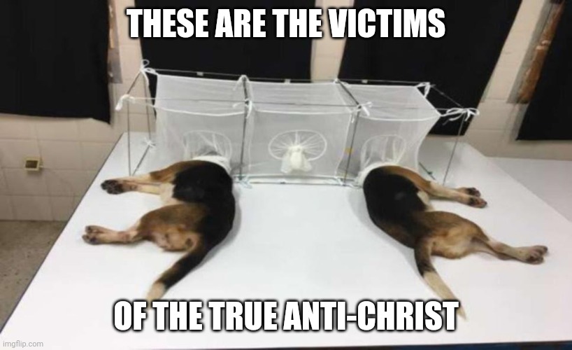 Fauci Beagles | THESE ARE THE VICTIMS OF THE TRUE ANTI-CHRIST | image tagged in fauci beagles | made w/ Imgflip meme maker