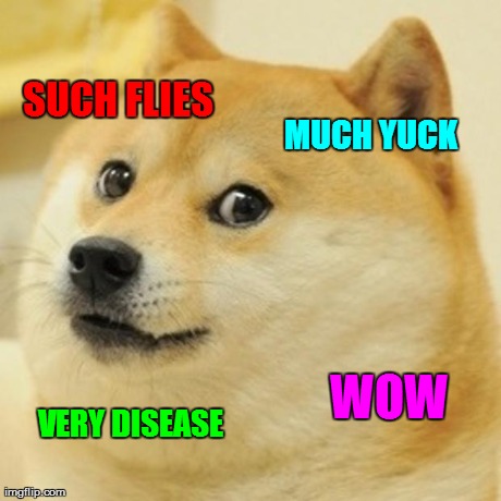 Doge Meme | SUCH FLIES MUCH YUCK VERY DISEASE WOW | image tagged in memes,doge | made w/ Imgflip meme maker