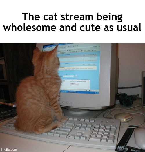 cat sitting on keyboard | The cat stream being wholesome and cute as usual | image tagged in cat sitting on keyboard | made w/ Imgflip meme maker