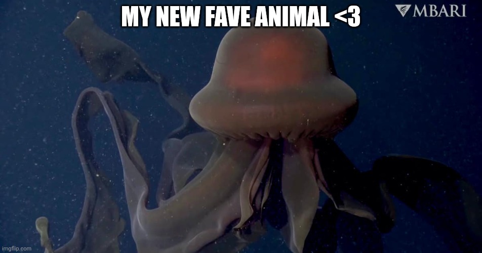 It's called a giant phantom jellyfish | MY NEW FAVE ANIMAL <3 | image tagged in jellyfish | made w/ Imgflip meme maker