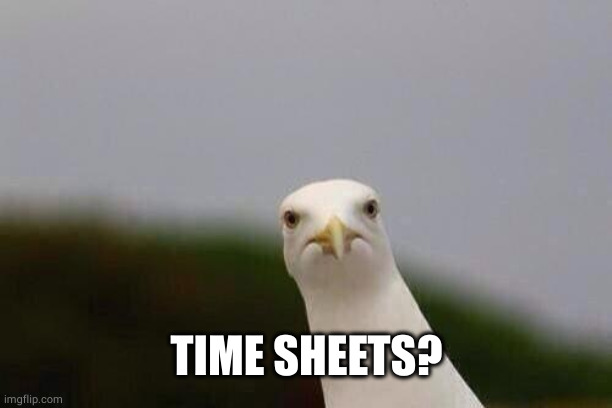 Cheeky gull | TIME SHEETS? | image tagged in cheeky gull | made w/ Imgflip meme maker
