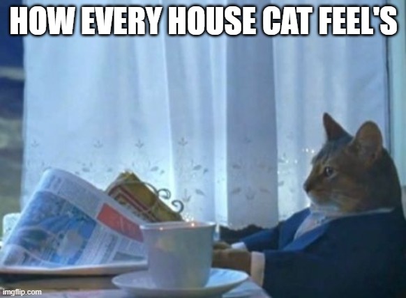 I Should Buy A Boat Cat Meme | HOW EVERY HOUSE CAT FEEL'S | image tagged in memes,i should buy a boat cat | made w/ Imgflip meme maker