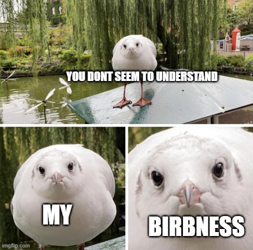 YOU DONT SEEM TO UNDERSTAND MY BIRBNESS | image tagged in judgmental birb | made w/ Imgflip meme maker