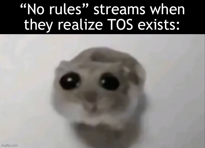 No cp for you | “No rules” streams when they realize TOS exists: | image tagged in sad hamster | made w/ Imgflip meme maker