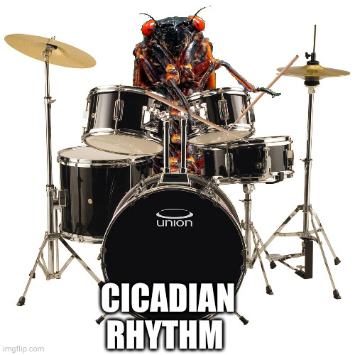 Cicadian Rhythm | CICADIAN RHYTHM; Copyright 2024 SFI | image tagged in cicada,cicadas,drums | made w/ Imgflip meme maker