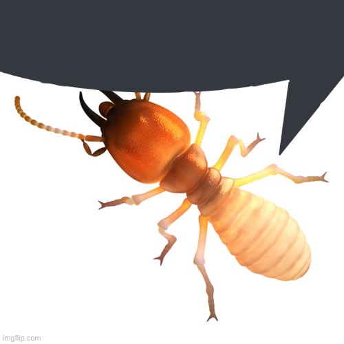 Termite | image tagged in termite | made w/ Imgflip meme maker