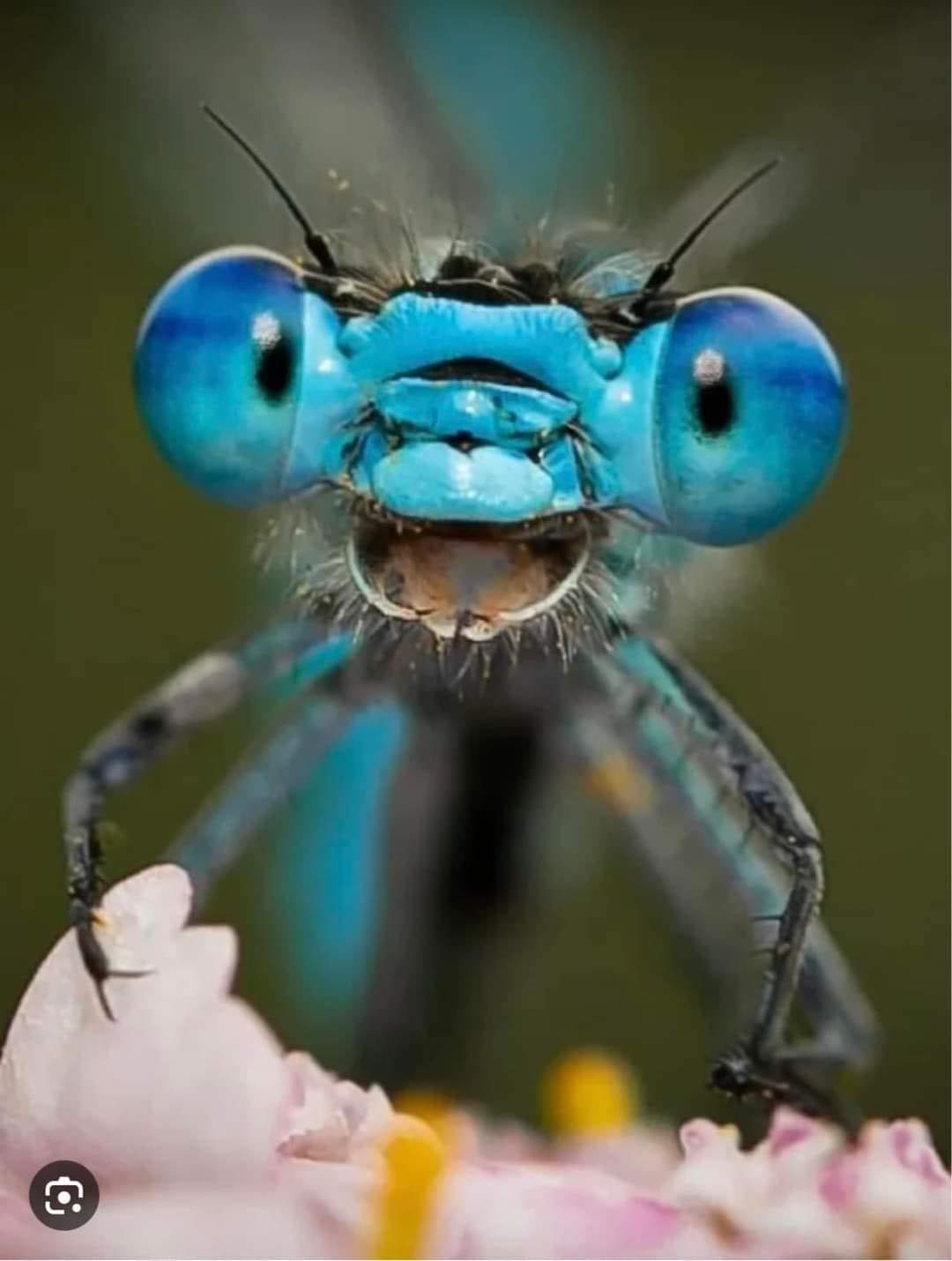 Happy Dragonfly Blank Meme Template