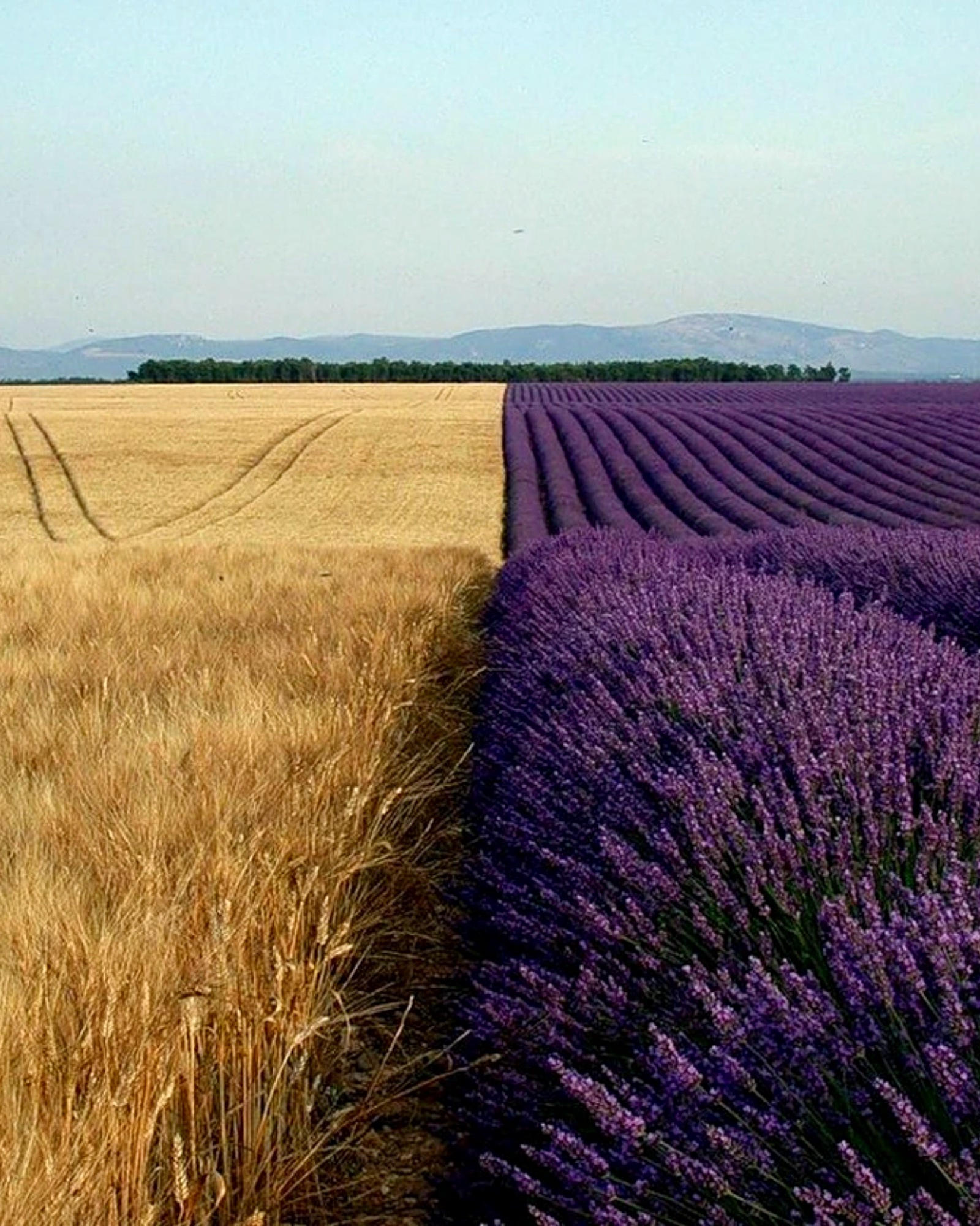 High Quality Wheat lavender fields Blank Meme Template
