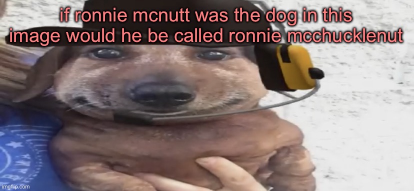 chucklenuts | if ronnie mcnutt was the dog in this image would he be called ronnie mcchucklenut | image tagged in chucklenuts | made w/ Imgflip meme maker