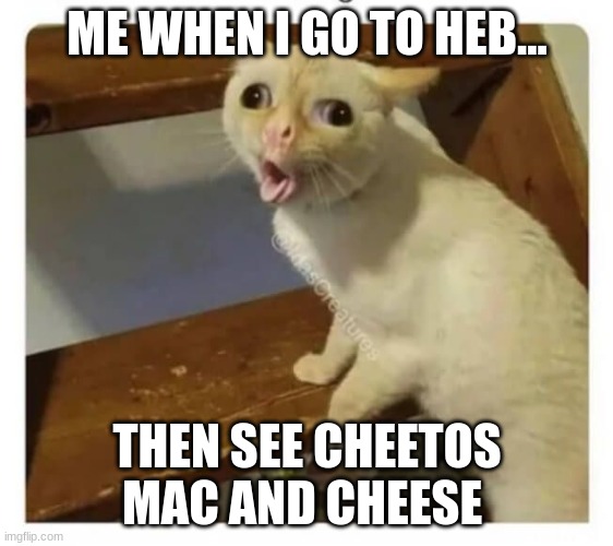 Coughing Cat | ME WHEN I GO TO HEB... THEN SEE CHEETOS MAC AND CHEESE | image tagged in coughing cat | made w/ Imgflip meme maker